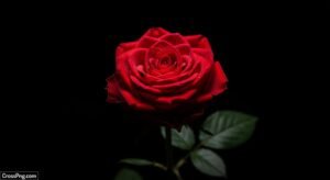 Rose black background image 7