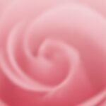 Rose colour background image 2