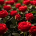 Roses background image