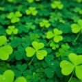 Shamrock background image