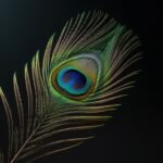 Single peacock feather black background image