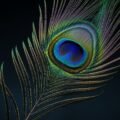 Single peacock feather black