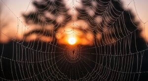 Spider web background image 3
