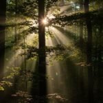 Sunlight background image