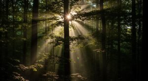 Sunlight background image