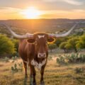 Texas longhorns background