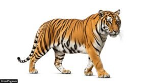 Tiger white background image