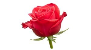 Transparent background image 7