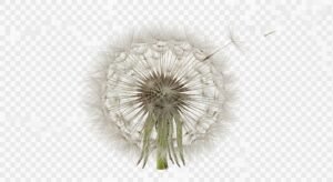 Transparent background image 8