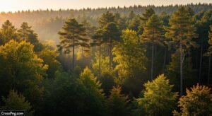 Tree background images image