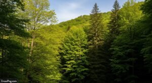 Tree background photo image