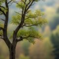 Tree blur background image
