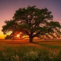 Tree image