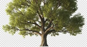 Tree transparent background image 3