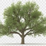 Tree transparent background image 4
