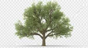 Tree transparent background image 4