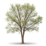 Tree white background image 3