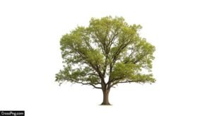 Tree white background image