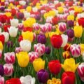 Tulip background image