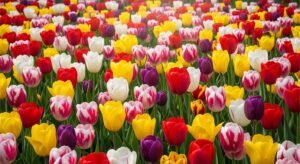 Tulip background image 3