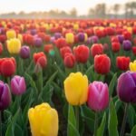 Tulip background image 4