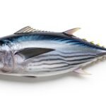 Tuna fish isolated on white background image 2