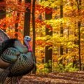 Turkey background image
