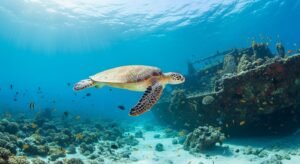 Turtle background image 2