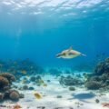 Under water background