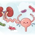 Urinary tract cute