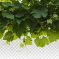 Vine top border