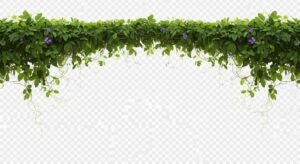Vine top border transparent image 2