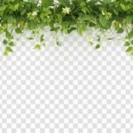 Vine top border transparent image 3