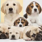 Wallpaper background cute puppies image