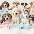 Wallpaper background cute puppies