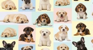 Wallpaper background cute puppies image 3