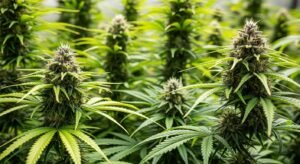 Weed background image 2