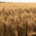 Wheat background image