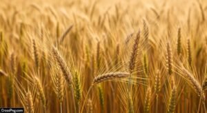 Wheat background image