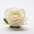 White background flower images