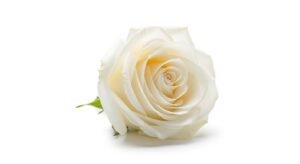 White background flower image