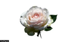 White background flower image 3