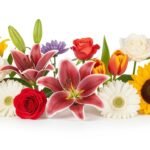 White background flower images image