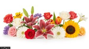 White background flower images image