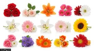 White background flower images image