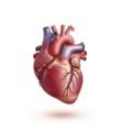 White background heart image