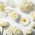 White flower background