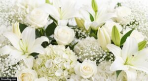 White flower background images image