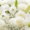 White flower background images
