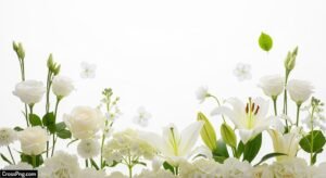 White flower background images image 2